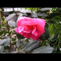 Theacees - Camellia Japonica cv. Drama Girl (1)